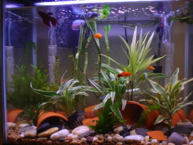 freshwater fish - xiphophorus maculatus - assorted platy stocking in 15 gallons tank - Good Group Shot!