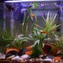 freshwater fish - xiphophorus maculatus - assorted platy stocking in 15 gallons tank - Good Group Shot!