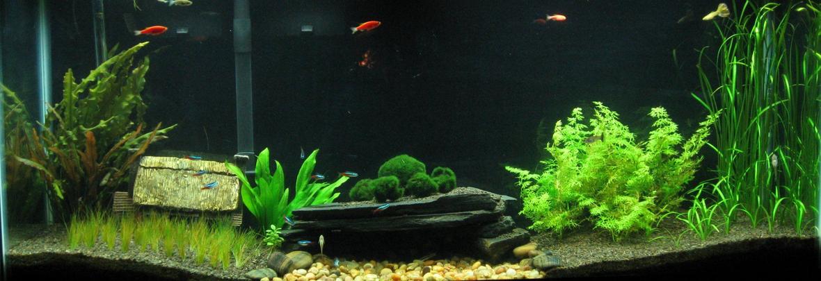 55 gallons planted tank (mostly live plants and fish) - Abandoned cabin by the river, added hairgrass to give 'unkept yard' look, moved amazon to ground level, and put the 'moss ball family' atop the cave.