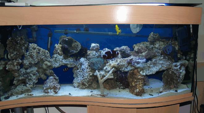 34 gallons saltwater fish tank (mostly fish, little/no live coral) - Full Tank View
More to come