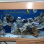 34 gallons saltwater fish tank (mostly fish, little/no live coral) - Full Tank View More to come