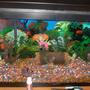 30 gallons freshwater fish tank (mostly fish and non-living decorations) - my sons 1st fishtank