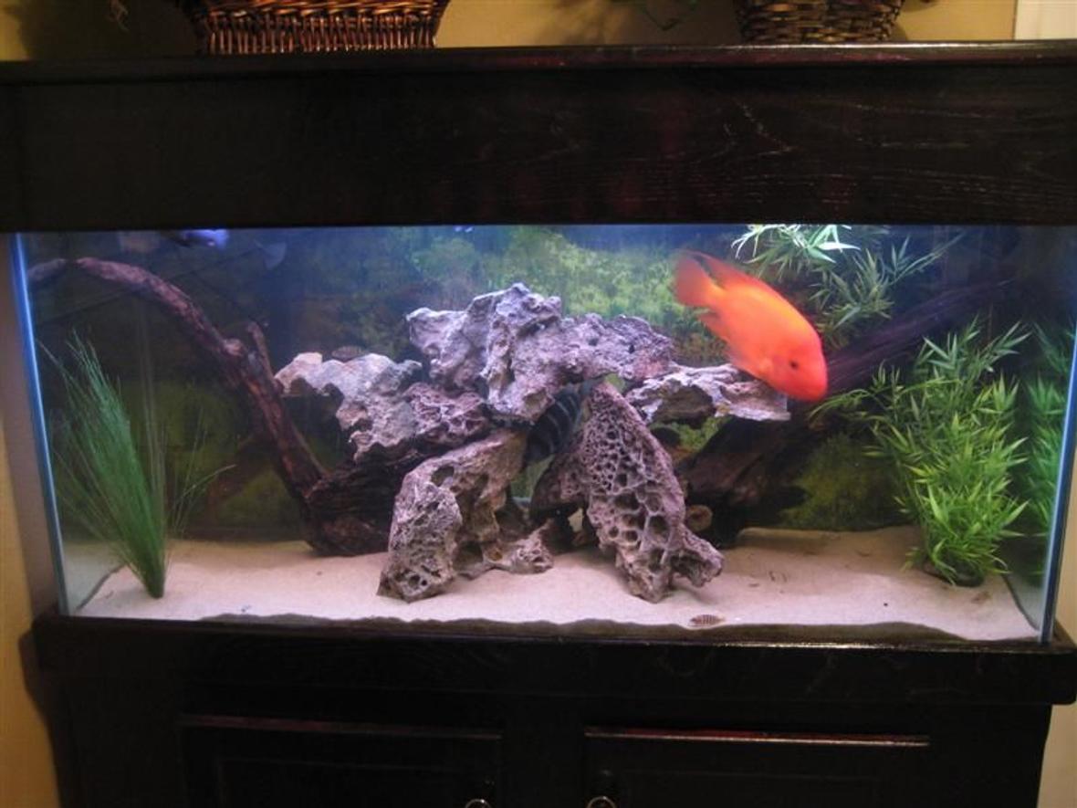 90 gallons freshwater fish tank (mostly fish and non-living decorations) - 90 gallon Tank. It's work in progress.