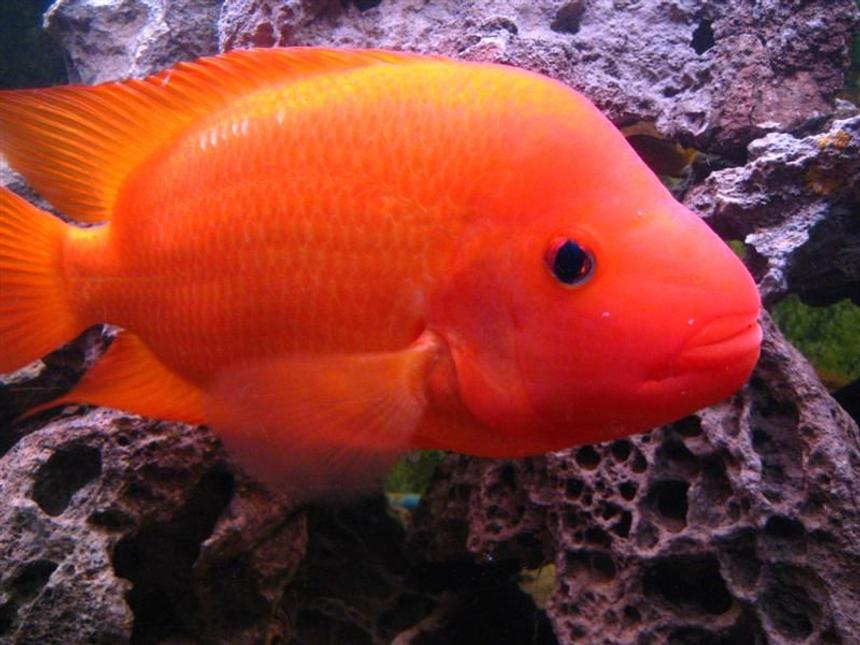 Rated #57: Freshwater Fish - Amphilophus Labiatus - Red Devil Stocking In 90 Gallons Tank - Jeff Rapps Red Devil Cichlid 11 inches