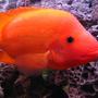 freshwater fish - amphilophus labiatus - red devil stocking in 90 gallons tank - Jeff Rapps Red Devil Cichlid 11 inches