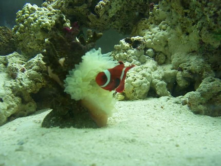 Rated #76: Saltwater Fish - Amphiprion Ocellaris - Ocellaris Clownfish Stocking In 55 Gallons Tank - my clown in my new salt water
