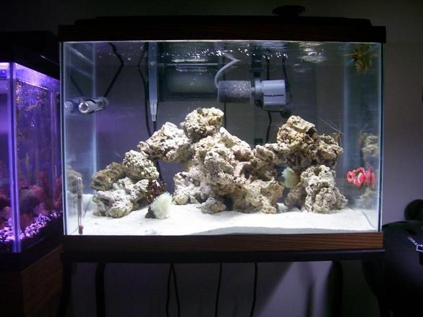 Rated #53: 55 Gallons Saltwater Fish Tank - new saltwater tank added since pic powerhead and orbil lighting