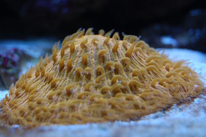 corals inverts - fungia sp. - plate coral, orange - short tentacle stocking in 58 gallons tank - Fungia plate.