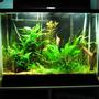 37 gallons planted tank (mostly live plants and fish) - 37 gallon