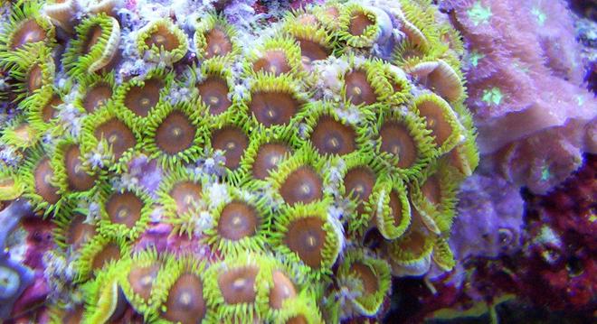 corals inverts - zoanthus sp. - colony polyp stocking in 65 gallons tank - zoanthus sp