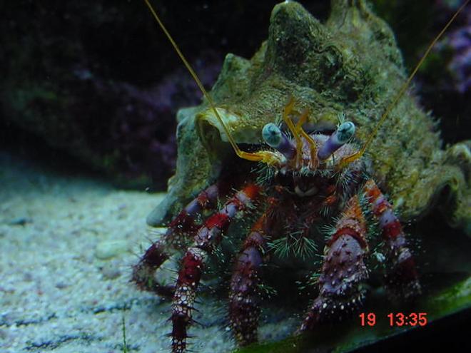 corals inverts - calcinus sp. - electric orange hermit crab stocking in 55 gallons tank - My strawberry hermit, Mr crabs!