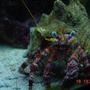 corals inverts - calcinus sp. - electric orange hermit crab stocking in 55 gallons tank - My strawberry hermit, Mr crabs!