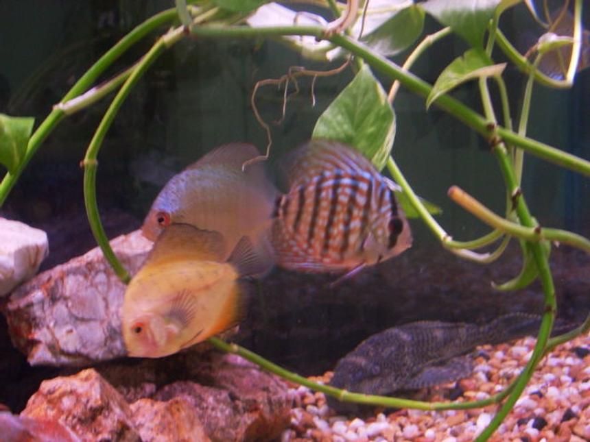 Rated #108: Freshwater Fish - Symphysodon Sp. - Yellow Marlboro Discus Stocking In 55 Gallons Tank - discus fish in my tank