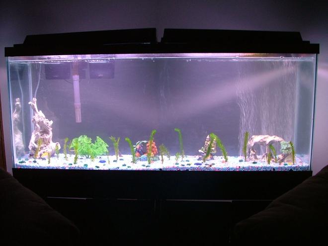 55 gallons freshwater fish tank (mostly fish and non-living decorations) - just simple