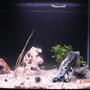 fish tank picture - right side