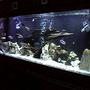 fish tank picture - 265