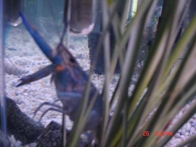 corals inverts - cherax sp. - blue knight lobster stocking in 85 gallons tank - Here's my Blue Knight Lobster. He has been trying to climb the wall of my aquarium lately and Im not sure why. He molted about a month ago and has been fine, but lately is acting wierd. I got some video of him eating thats cool. 

Crazy Thing::: ,,,,,, the day after i took the picture below of my lobster he dissappeared from my tank. I checked under and in everything and cannot find hiim anywhere! He had been climbing my heater and I theorize that he made it to the top and possibly my wifes cat got him and ate him? I am so BUMMED!!!