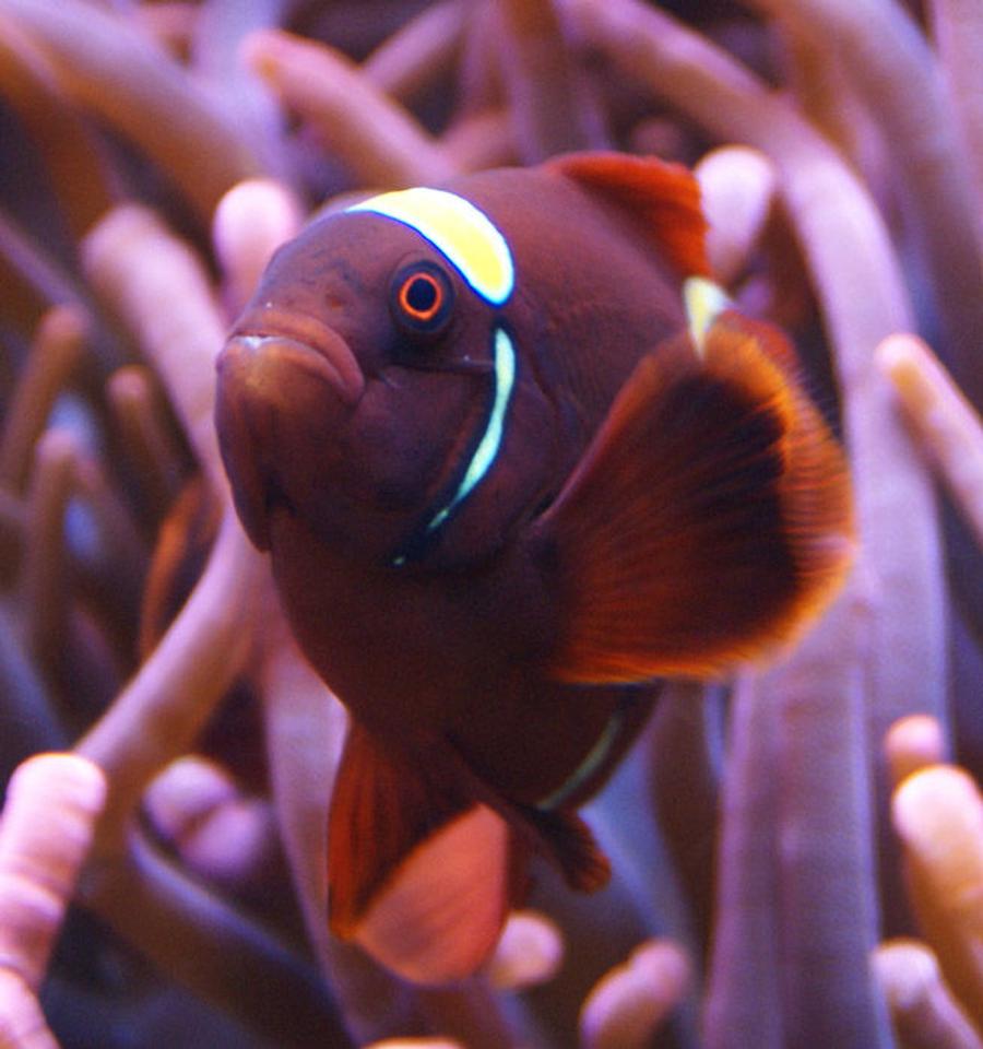 saltwater fish - premnas biaculeatus - yellowstripe maroon clownfish stocking in 65 gallons tank - Gold Stripe Maroon