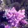 corals inverts - cladiella sp. - cauliflower colt coral stocking in 125 gallons tank - my coalt coral