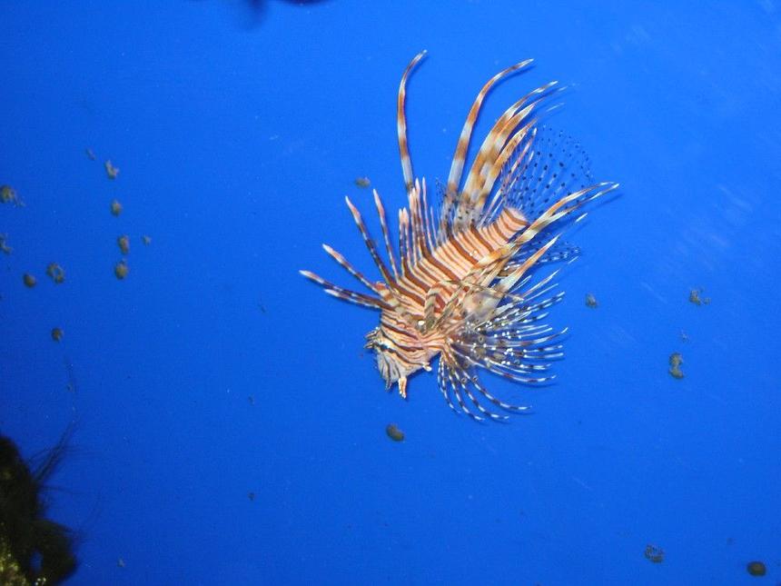 Rated #34: Saltwater Fish - Pterois Volitans - Volitan Lionfish Stocking In 75 Gallons Tank - Volitan Lion Fish (Red)
