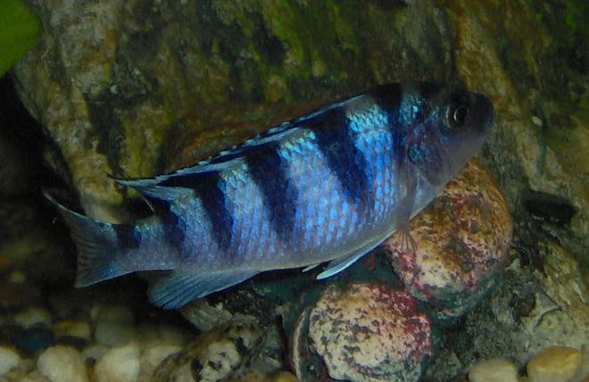 freshwater fish - metriaclima lombardoi - kenyi cichlid stocking in 55 gallons tank - female kenyii