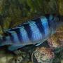 freshwater fish - metriaclima lombardoi - kenyi cichlid stocking in 55 gallons tank - female kenyii