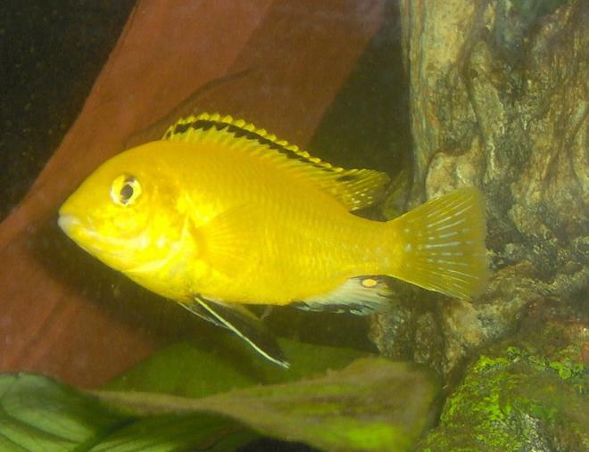 freshwater fish - labidochromis caeruleus - electric yellow cichlid stocking in 55 gallons tank - juvenile male yellow lab