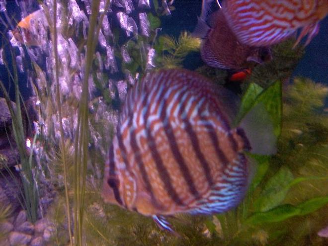 freshwater fish - red turquoise discus stocking in 180 gallons tank - Discus