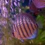 freshwater fish - red turquoise discus stocking in 180 gallons tank - Discus