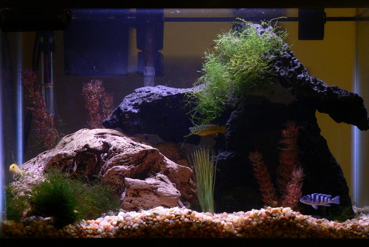 20 gallons freshwater fish tank (mostly fish and non-living decorations) - 20 gal tank with lava rock and (fake) river worn wood. Std fluorescent lighting. Hanging filter. A couple of african cichlids, a big gourami, a peco, catfish and two dwarf puffers. Fake plants and java moss (real)