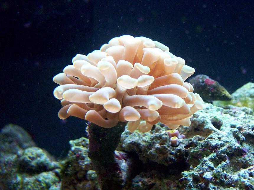 Rated #21: Corals Inverts - Euphyllia Paranchora - Hammer / Anchor Coral, Branching Stocking In 24 Gallons Tank - Hammer Coral