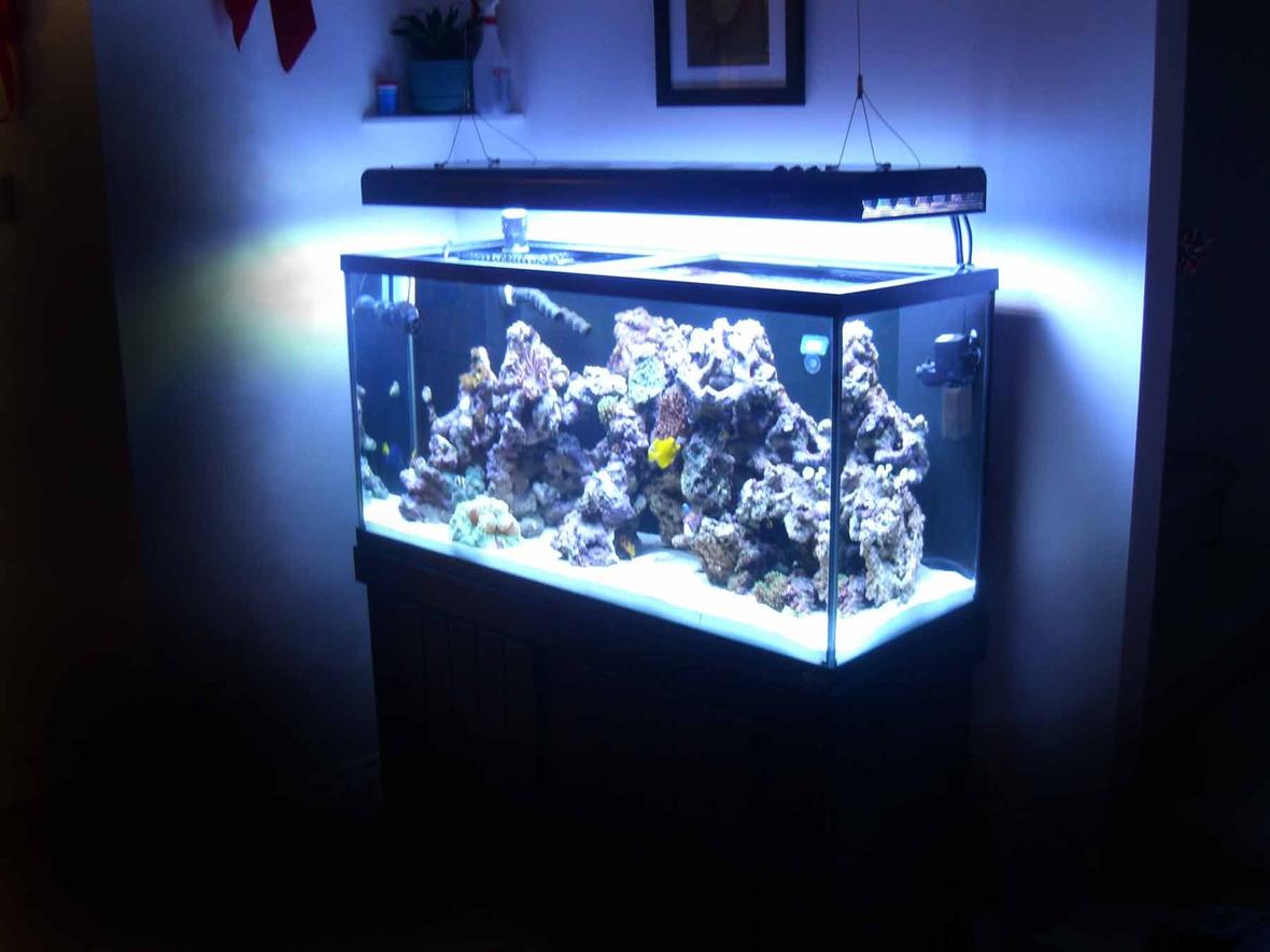 90 gallons reef tank (mostly live coral and fish) - 90g, 33g sump, Aquatinics T5 lighting 100lbs LR