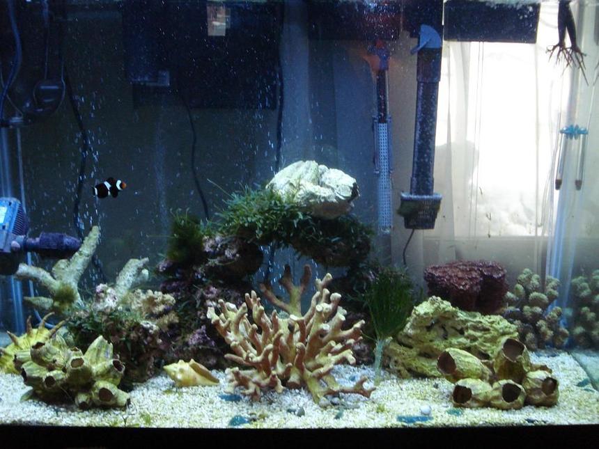 Rated #38: 65 Gallons Saltwater Fish Tank - My FOWLR tank.  It's been set up for two months, and contains only a lonely black clownfish and some crabs and shrimp at the moment.  More fish will be coming.  Comments are welcome!