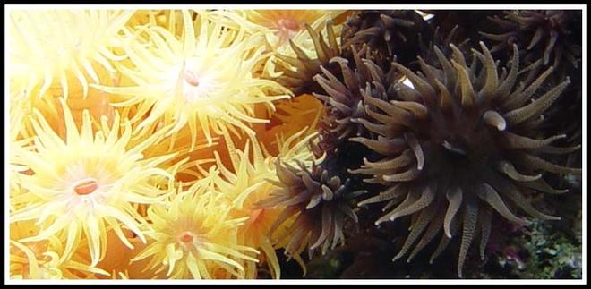 corals inverts - tubastrea micrantha - black sun coral stocking in 35 gallons tank - Some of my pride and joy - Sun Corals

Tubastraea micrantha & Tubastraea coccinea