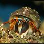 corals inverts - calcinus sp. - electric orange hermit crab stocking in 35 gallons tank - Ol' Lefty