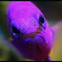 saltwater fish - gramma loreto - royal gramma basslet stocking in 35 gallons tank - Griffin the Grammer