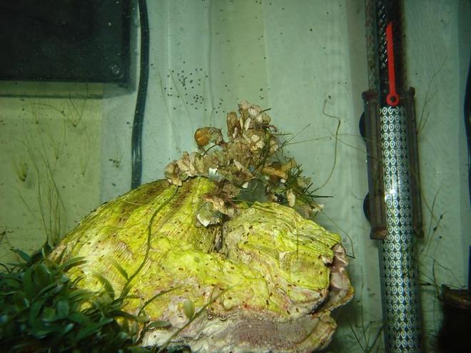 corals inverts - camposcia retusa - spider decorator crab stocking in 65 gallons tank - Decorator crab releasing larvae