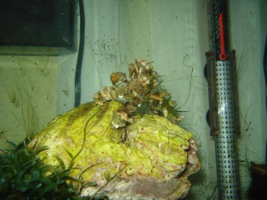 Rated #93: Corals Inverts - Camposcia Retusa - Spider Decorator Crab Stocking In 65 Gallons Tank - Decorator crab releasing larvae