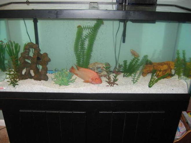 75 gallons freshwater fish tank (mostly fish and non-living decorations) - My 75 gallon tank
