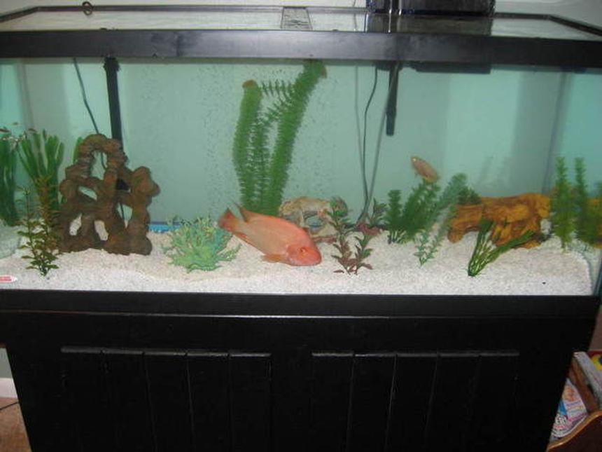 Rated #506: 75 Gallons Freshwater Fish Tank - My 75 gallon tank