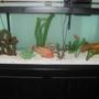 75 gallons freshwater fish tank (mostly fish and non-living decorations) - My 75 gallon tank