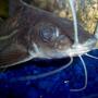 freshwater fish - pimelodus blochii - flat-nosed catfish stocking in 72 gallons tank - Pictus Catfish, Blochii