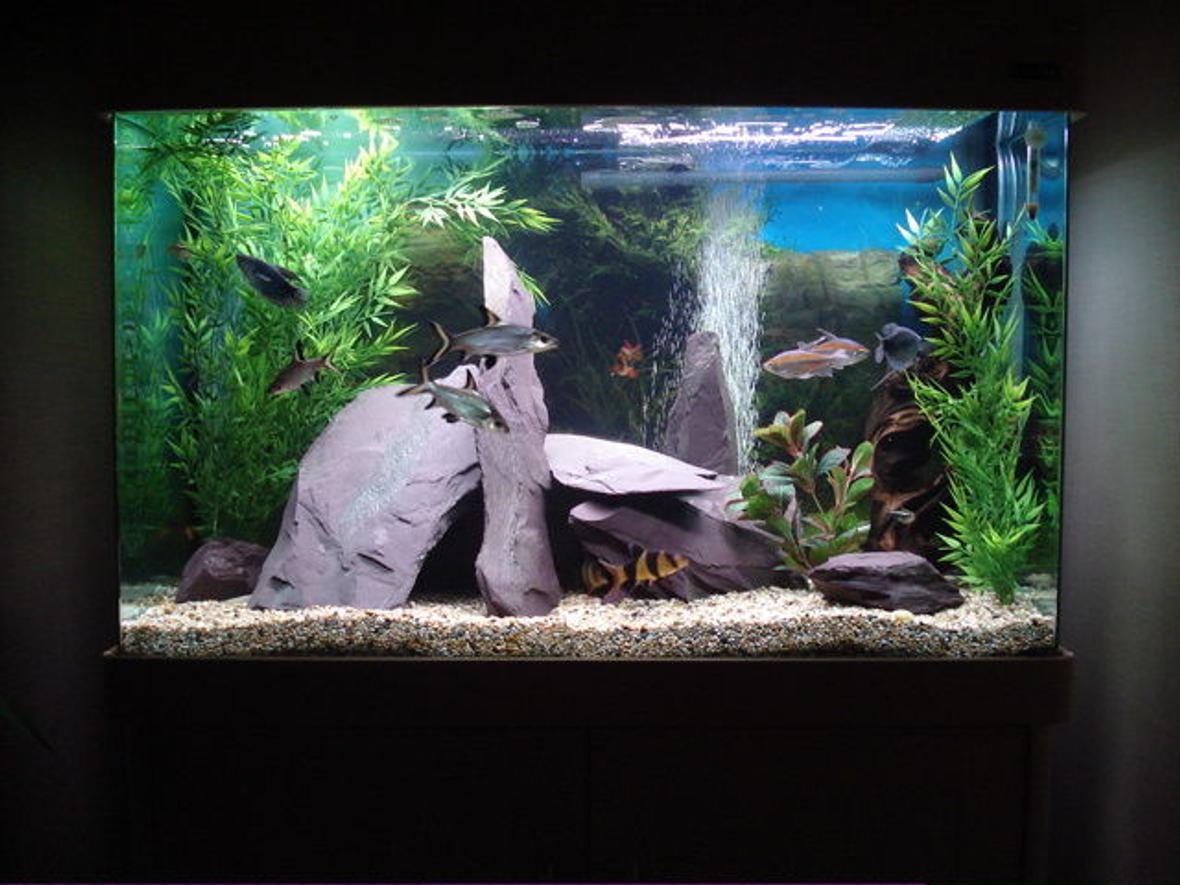 55 gallons freshwater fish tank (mostly fish and non-living decorations) - aqua one 220 LTR community tank