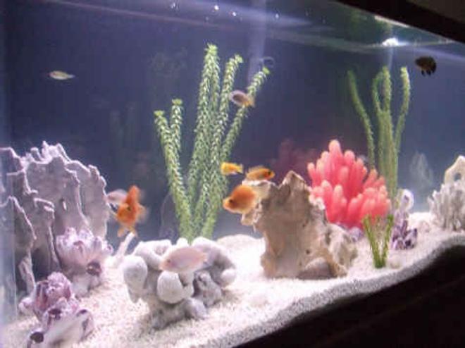 freshwater fish - heros severus x amphilophus citrinellum - blood parrot stocking in 100 gallons tank - our crew