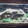 75 gallons freshwater fish tank (mostly fish and non-living decorations) - 75 Gallon with Mostly African Cichlids
