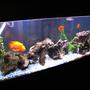 fish tank picture - My 55 Gallon (which is now for sale)