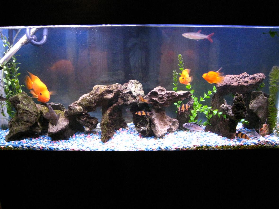 90 gallons freshwater fish tank (mostly fish and non-living decorations) - my 55 gallon