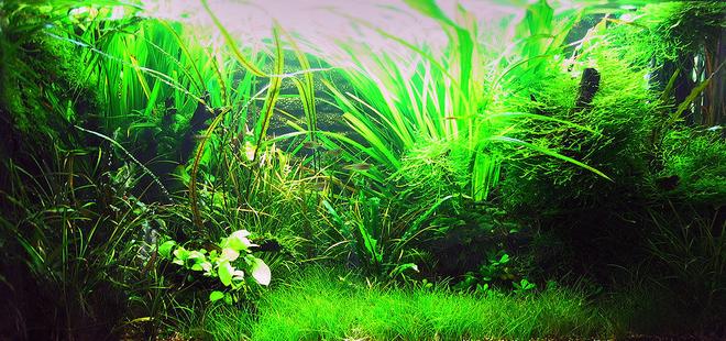 50 gallons planted tank (mostly live plants and fish) - 1 January 2008:
Bought more cherry shrimp. In theory, there should be about 13 of them in there, but I usually see about 6-7 (max). Hoping that they will be able to breed one day. Had to remove a lot of the "Head and Tail Light" Tetra as they attack the shrimps at times. Surprising behaviour from such a small fish.

Java Moss (Taxiphyllum barbieri) is doing extremely well, as is the mini pelia (Riccardia chamedryfolia) since my Siamese Algae Eater (SAE) vanished from the tank...