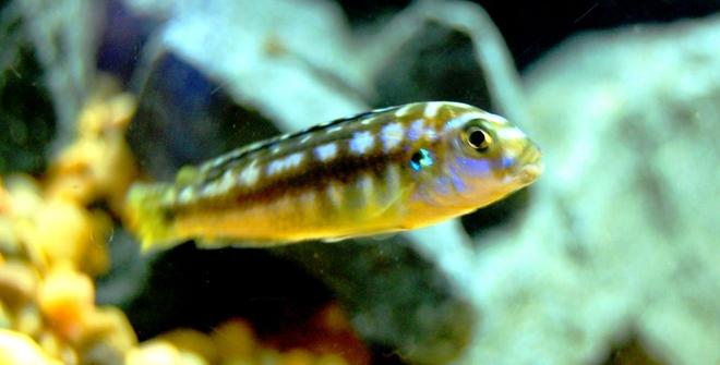 freshwater fish - melanochromis johannii - johanni cichlid stocking in 20 gallons tank - Juvinille Johanni Cichlid