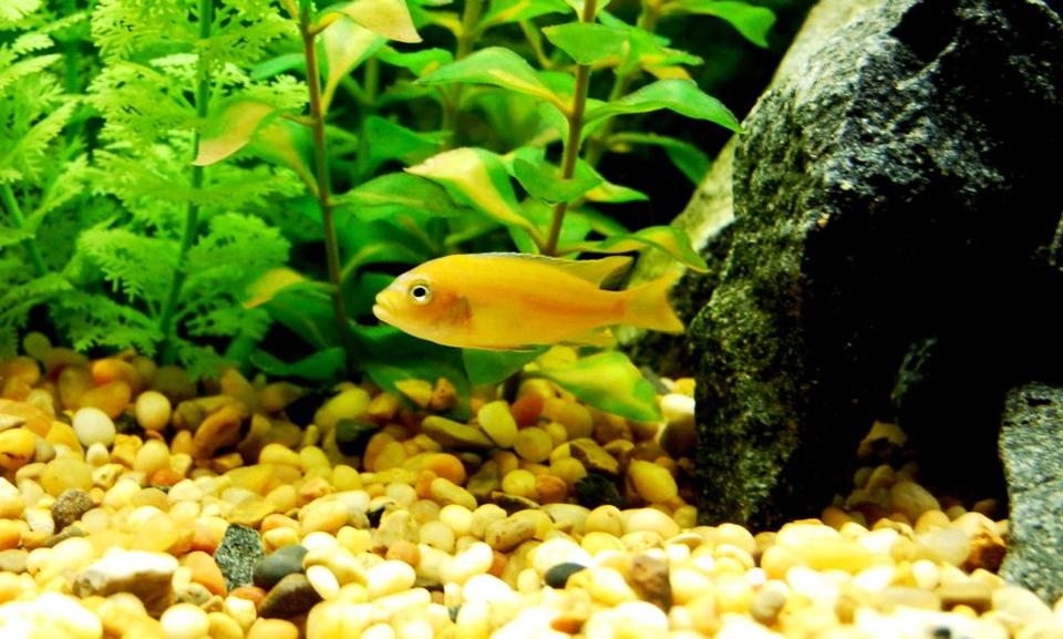 freshwater fish - melanochromis johannii - johanni cichlid stocking in 20 gallons tank - Young Female Johanni Cichlid??